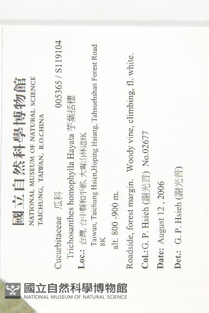 芋葉括樓藏品圖，第2張