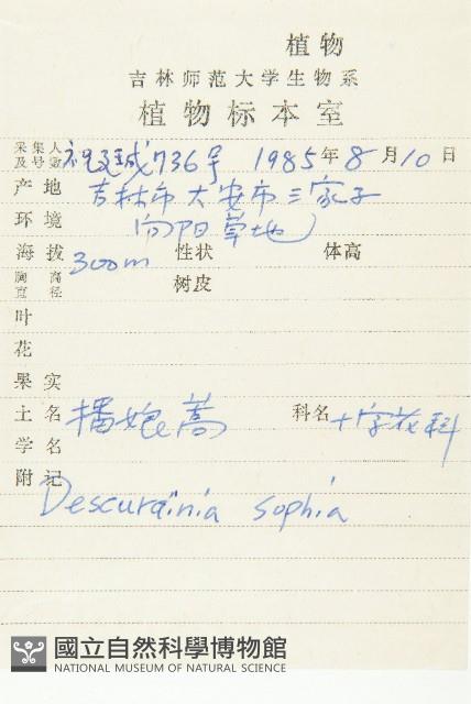 播娘蒿藏品圖，第2張