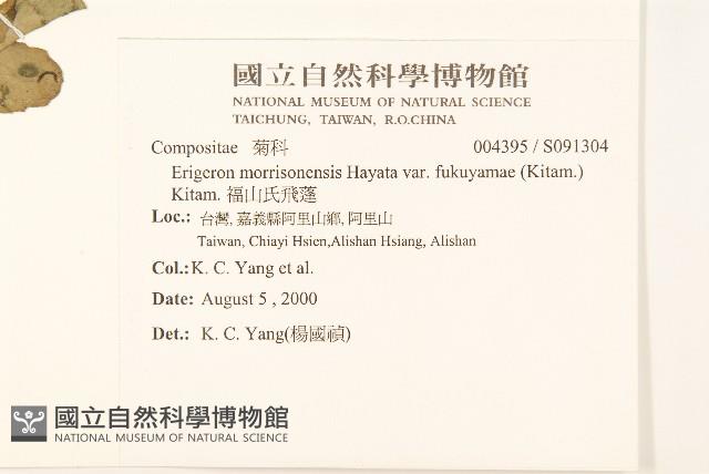 福山氏飛蓬藏品圖，第2張