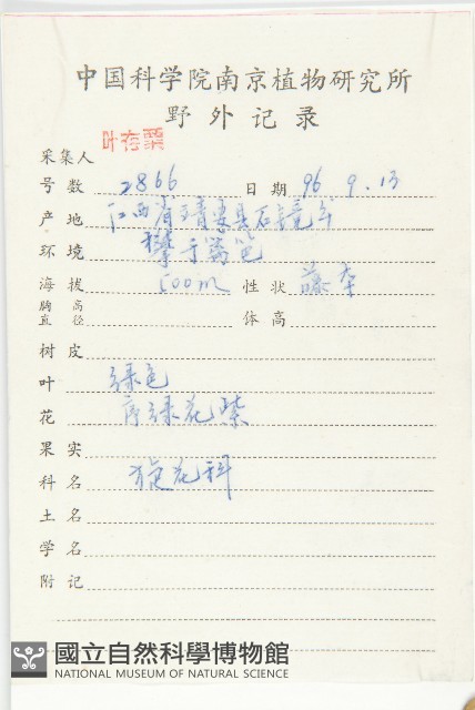 圓葉牽牛藏品圖，第2張