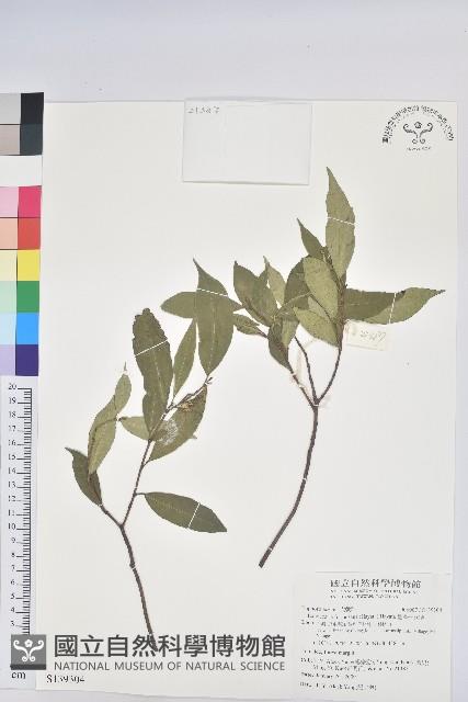 臺灣土沉香藏品圖，第1張