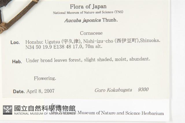 東瀛珊瑚藏品圖，第2張