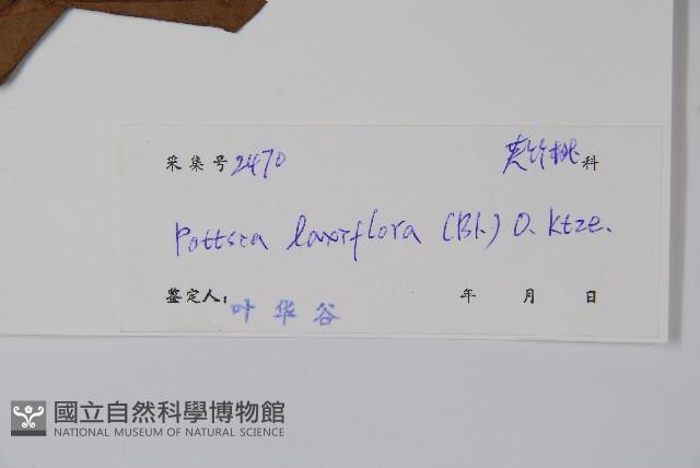 帘子藤藏品圖，第2張