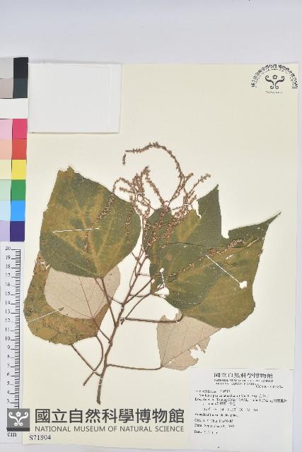 白匏子藏品圖，第1張