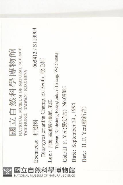 軟毛柿藏品圖，第2張