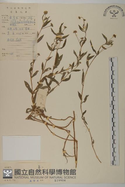 鱧腸藏品圖，第1張