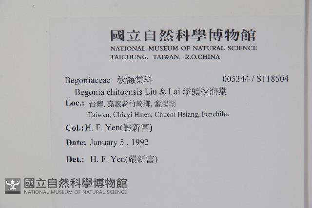 溪頭秋海棠藏品圖，第2張