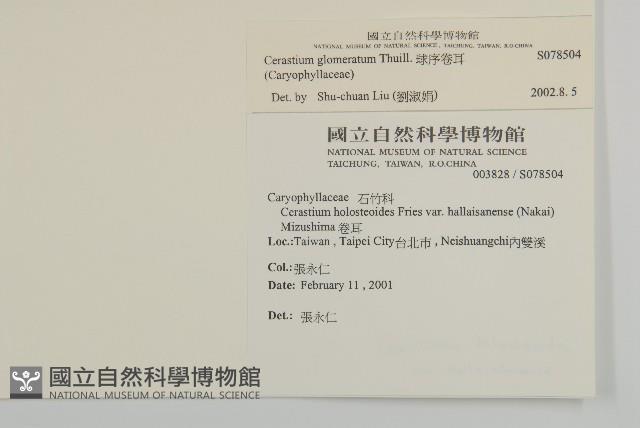 球序卷耳藏品圖，第2張