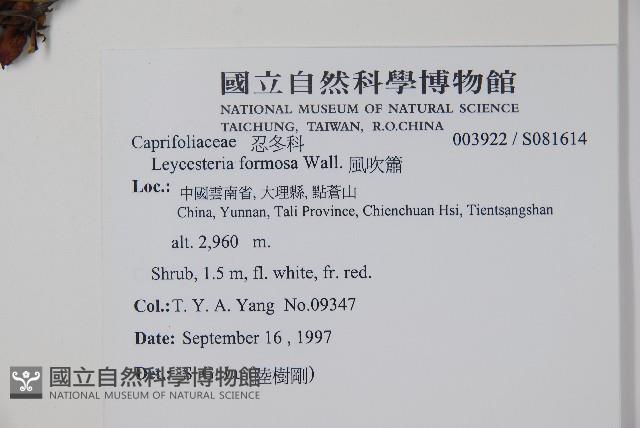 鬼吹簫藏品圖，第2張