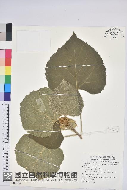 蟲屎藏品圖，第1張