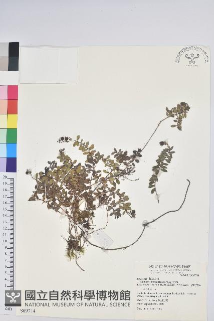 高山白珠樹藏品圖，第1張