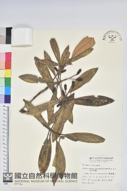 玉山杜鵑藏品圖，第1張