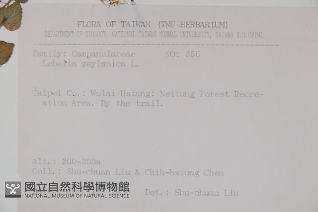 圓葉山梗菜藏品圖，第2張