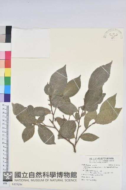 枯里珍藏品圖，第1張