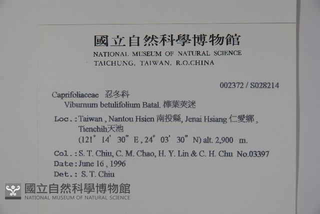 樺葉莢迷、玉山莢迷藏品圖，第2張