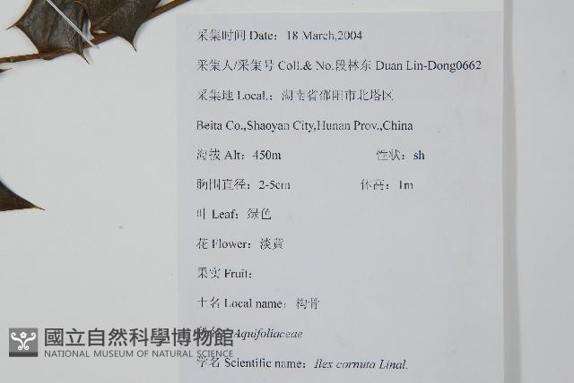 枸骨藏品圖，第2張