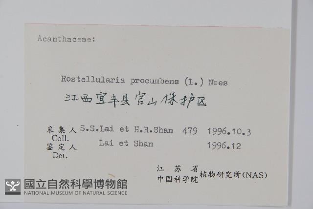 爵床、六角英藏品圖，第2張