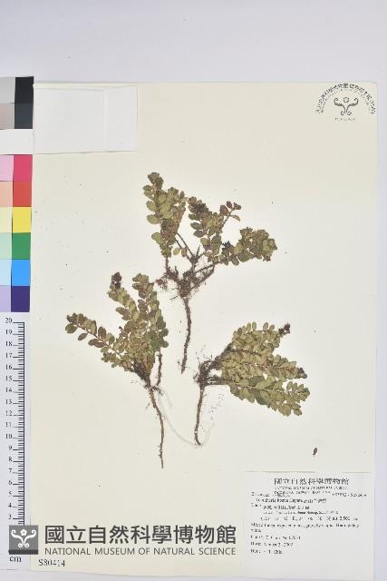 高山白珠樹藏品圖，第1張