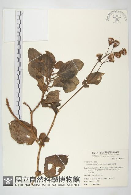 蘭嶼木耳菜藏品圖，第1張