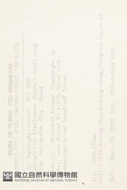 薄葉虎皮楠藏品圖，第2張