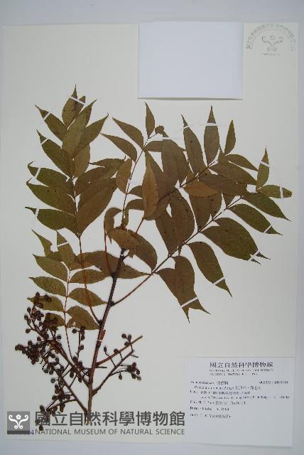 黃連木、爛心木藏品圖，第1張