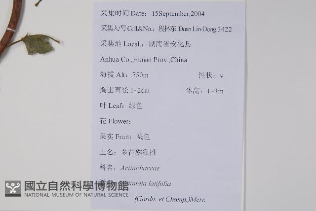 燈臺樹藏品圖，第2張