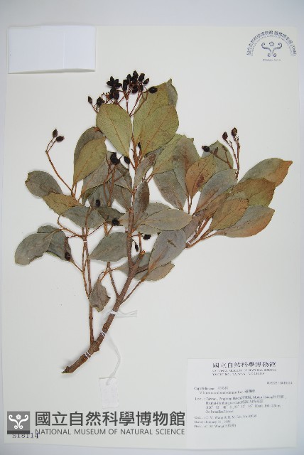 珊瑚樹藏品圖，第1張