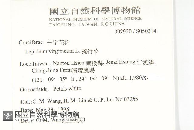 獨行菜藏品圖，第2張