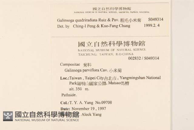 粗毛小米菊藏品圖，第2張