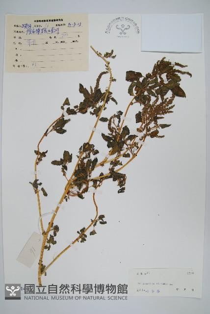 野莧菜藏品圖，第1張