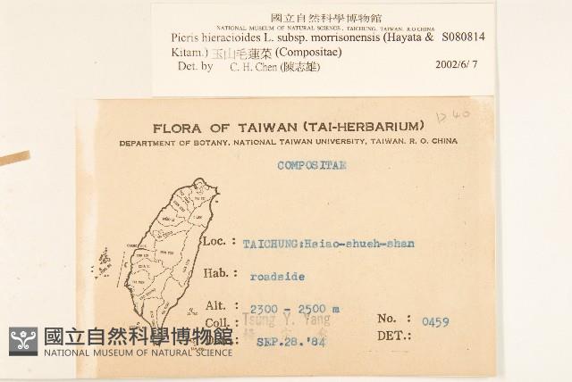 玉山毛蓮菜藏品圖，第2張