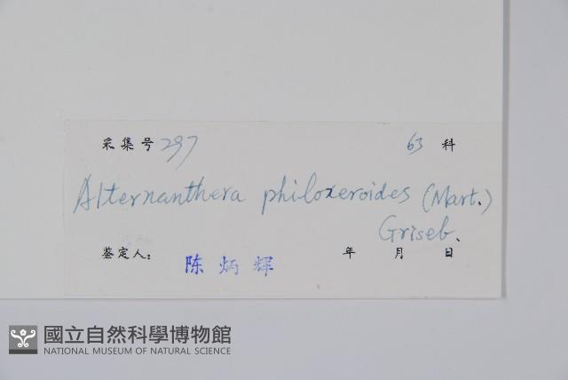 空心蓮子草藏品圖，第2張