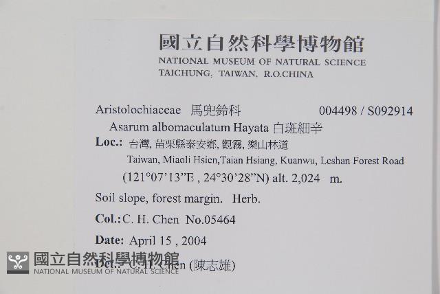 白斑細辛藏品圖，第2張