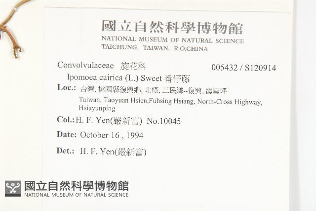 番仔藤藏品圖，第2張