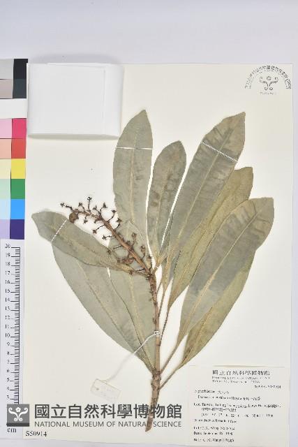 Kawakami Excoecaria Collection Image