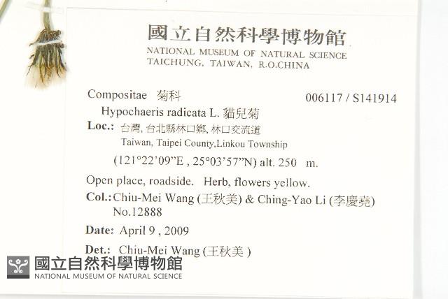 貓兒菊藏品圖，第2張