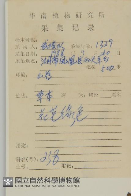 卵葉紫菀藏品圖，第2張