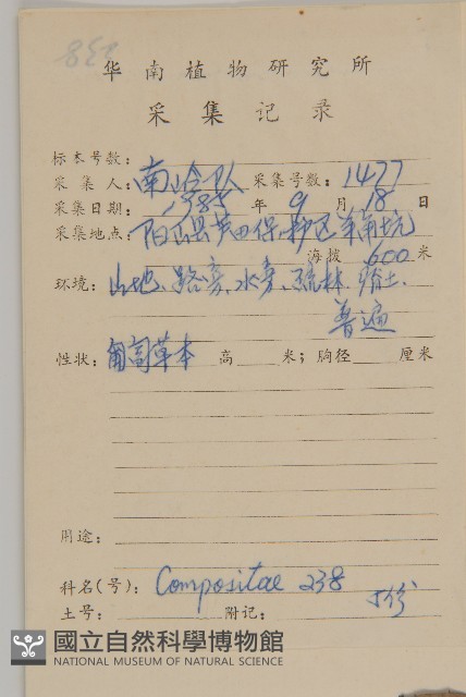 大頭艾納香藏品圖，第2張