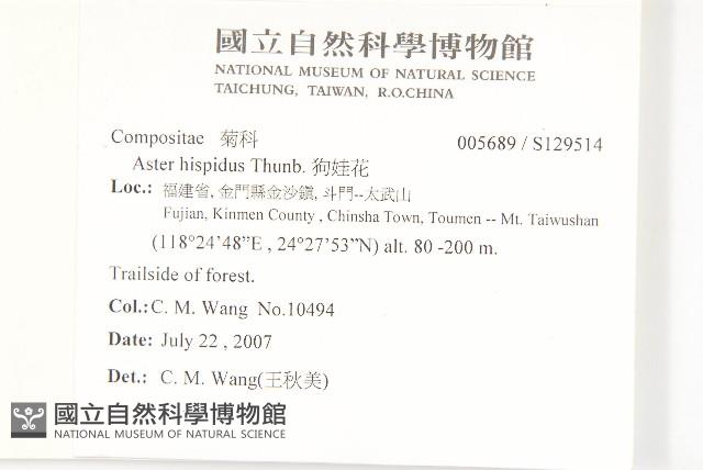 狗娃花藏品圖，第2張