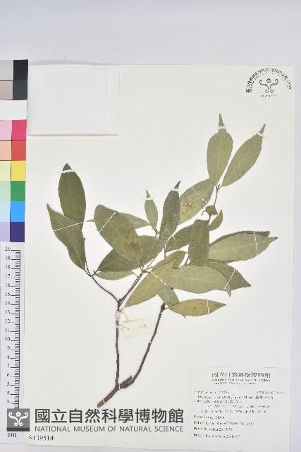 臺灣土沉香藏品圖，第1張