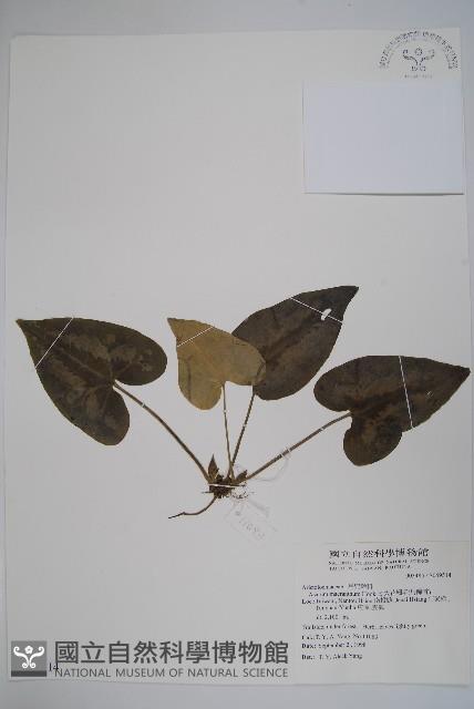 大花細辛、馬蹄香藏品圖，第1張