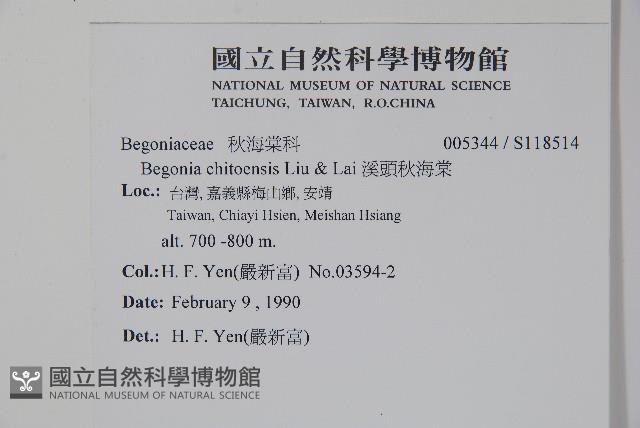 溪頭秋海棠藏品圖，第2張