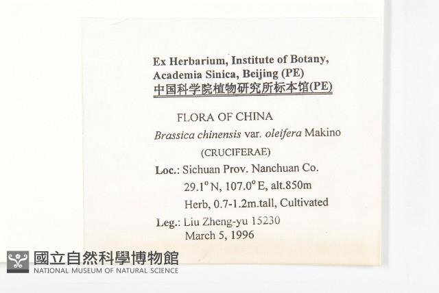 油白菜、變種、白菜型油菜藏品圖，第2張