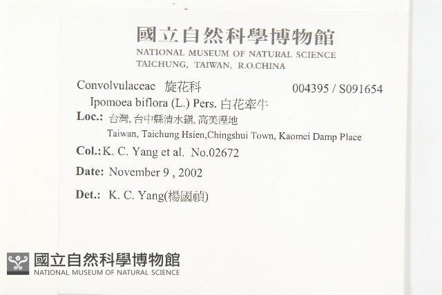 白花牽牛藏品圖，第2張