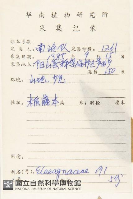 角花胡頹子藏品圖，第2張