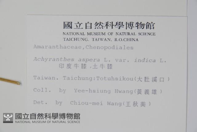 印度牛膝、土牛藤藏品圖，第2張