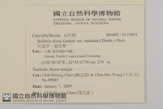 天蓬草、雀舌草藏品圖，第2張