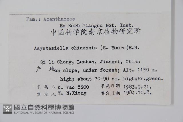 擬馬偕花、白接骨藏品圖，第2張