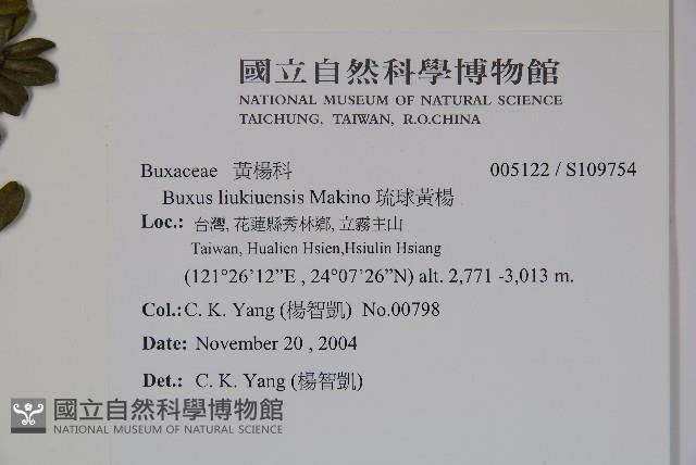 琉球黃楊藏品圖，第2張