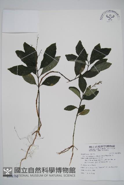 針刺草藏品圖，第1張